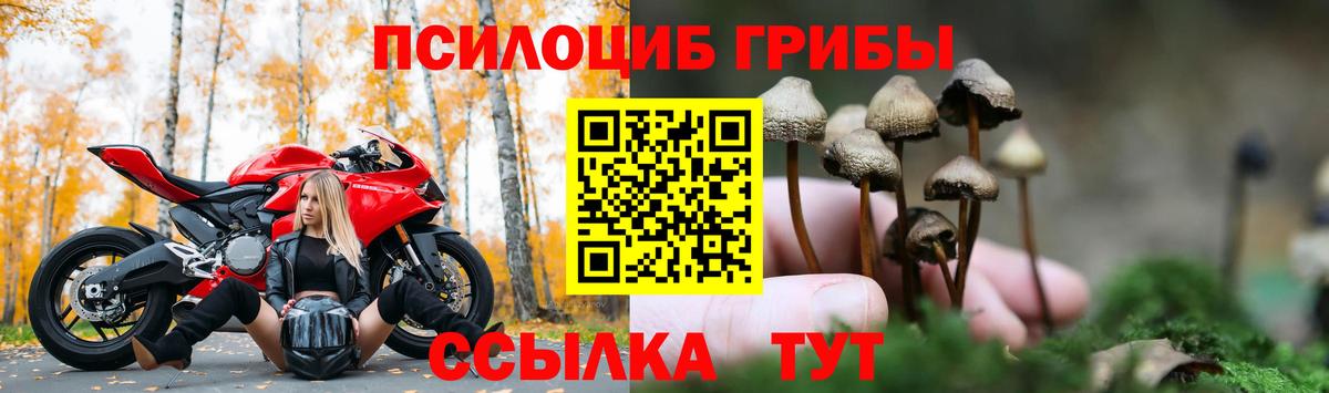 Галлюциногенные грибы Psilocybine cubensis Ртищево